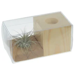 Air Plant