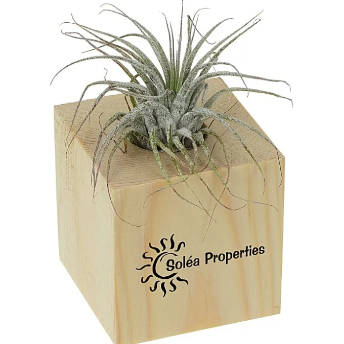 Air Plant