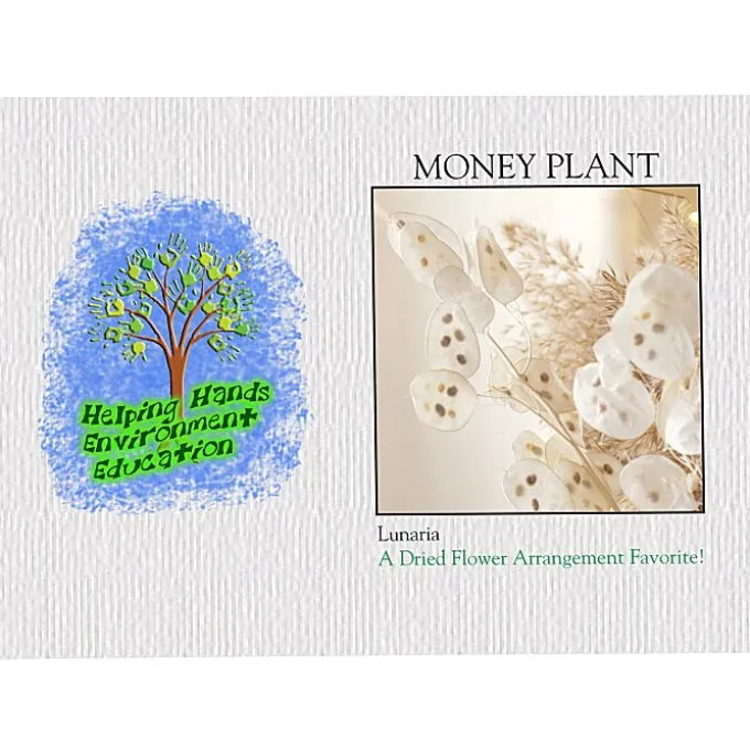Impression Series Seed Packet - Money Plant