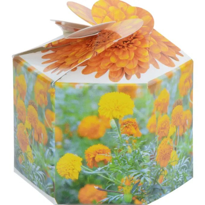 Pop Up Planter Kit - Marigold