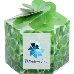 Pop Up Planter Kit - Money Plant