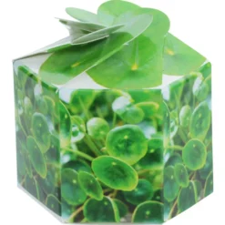 Pop Up Planter Kit - Money Plant