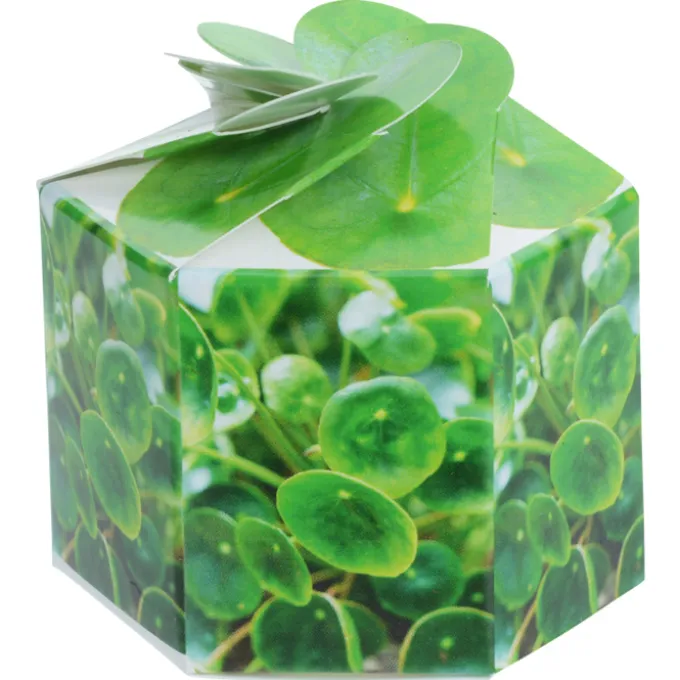 Pop Up Planter Kit - Money Plant