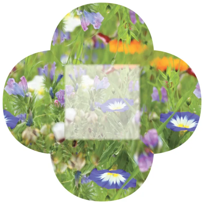 Say It With Seeds Packet - Flowers