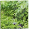 Say It With Seeds Packet - Herbs