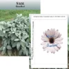 Standard Series Seed Packet - Sage